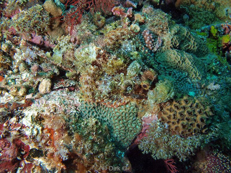 Filippijnen duiken scorpionfish