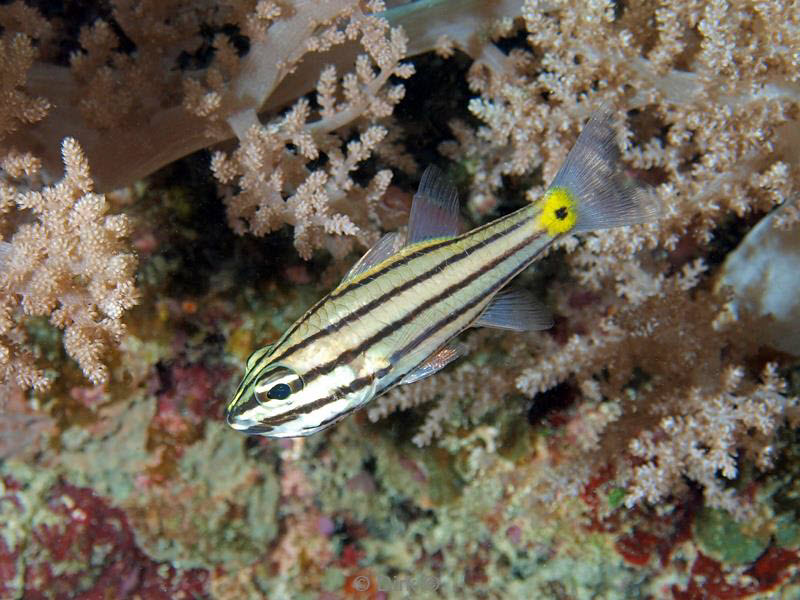 philippines diving vis