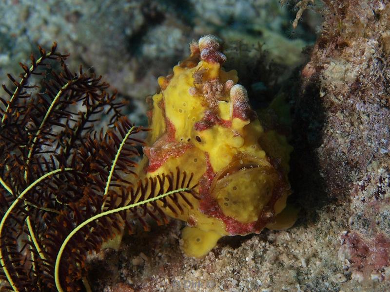 Filippijnen duiken yellow frogfish