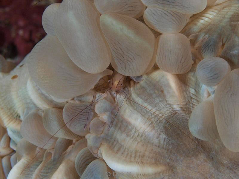 philippines diving anemone shrimp