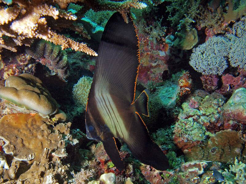 philippines diving batfish