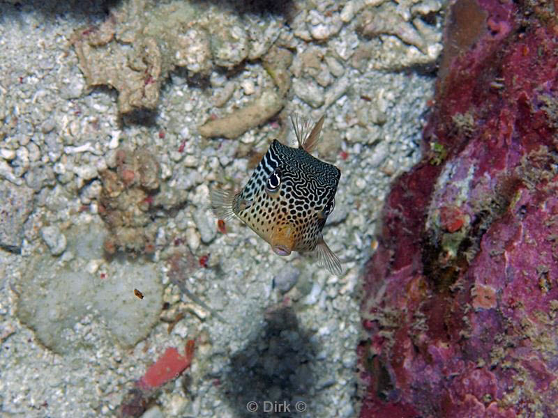 Filippijnen duiken boxfish