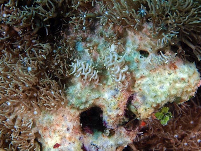 philippines diving coral