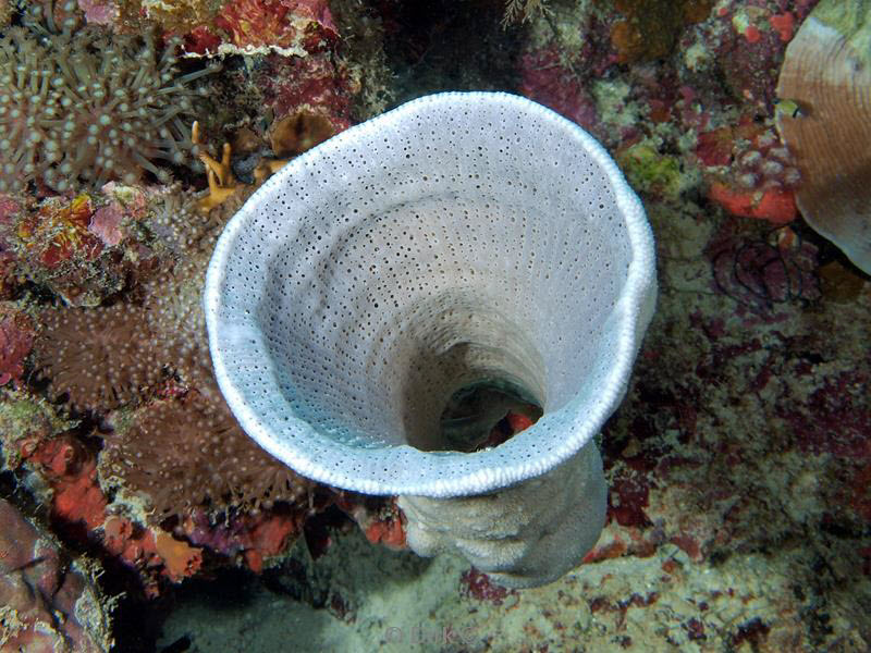 philippines diving cup coral