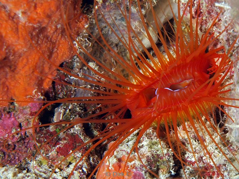 philippines diving electric clam