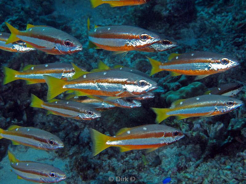 philippines diving fish