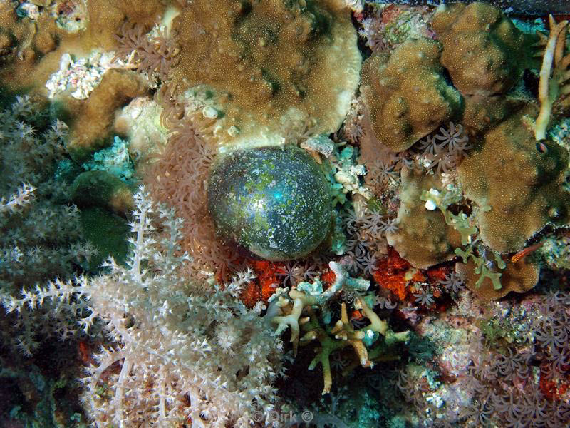 philippines diving fishermans eye