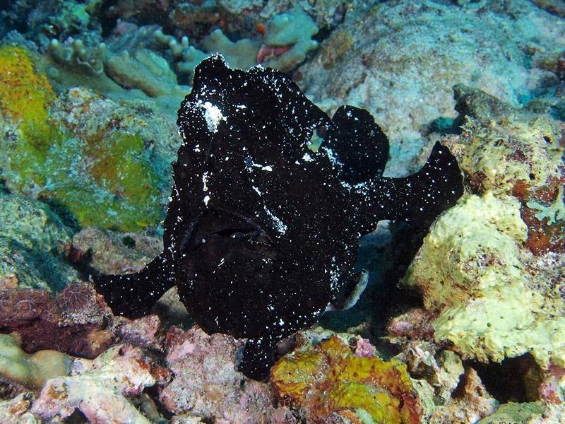 philippines diving frogfish