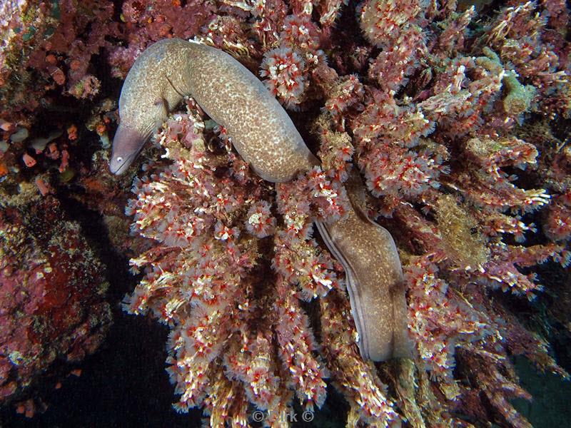 philippines diving moray eel