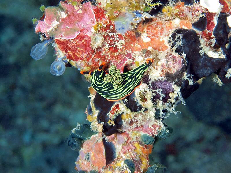 Filippijnen duiken nudibranch