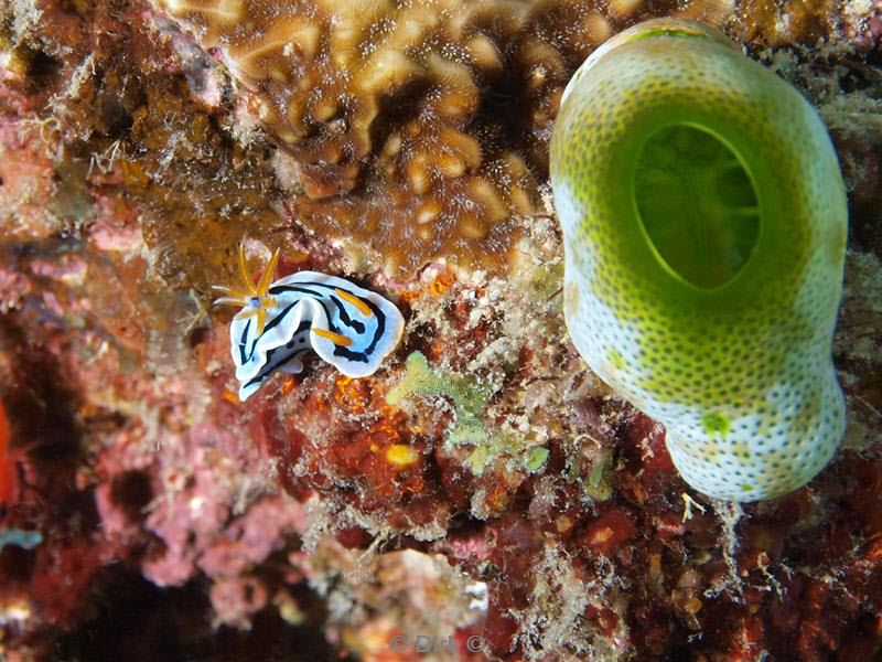 Filippijnen duiken nudibranch
