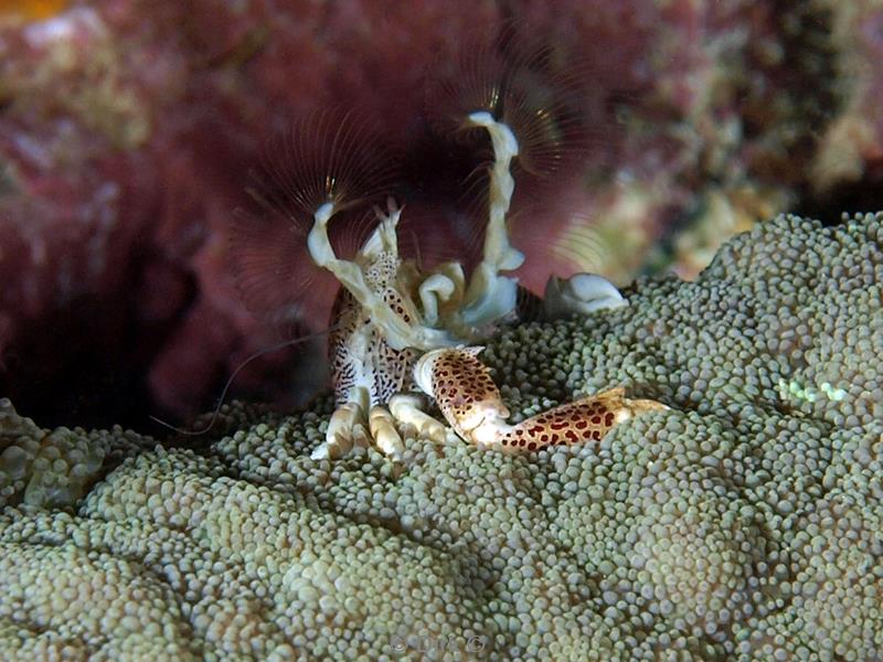 philippines diving porcelain crab