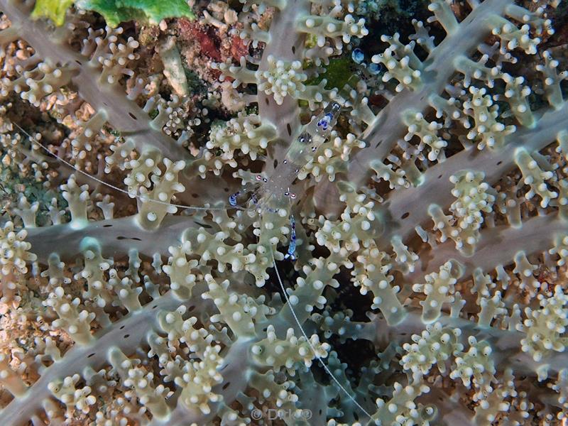 philippines diving saravati anemone shrimp