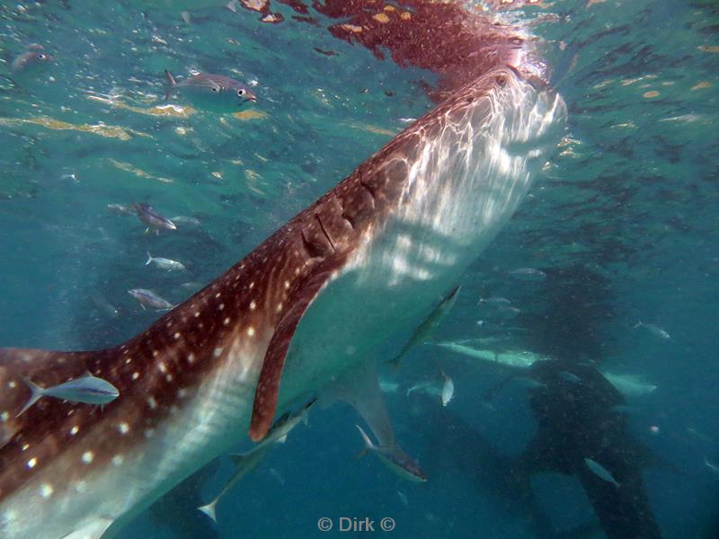 Filippijnen duiken walvishaai - whale shark 