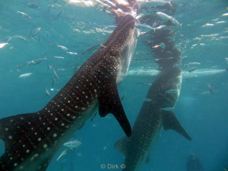 Filippijnen duiken walvishaai - whale shark 