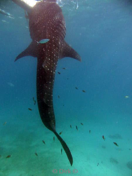 Filippijnen duiken walvishaai - whale shark 