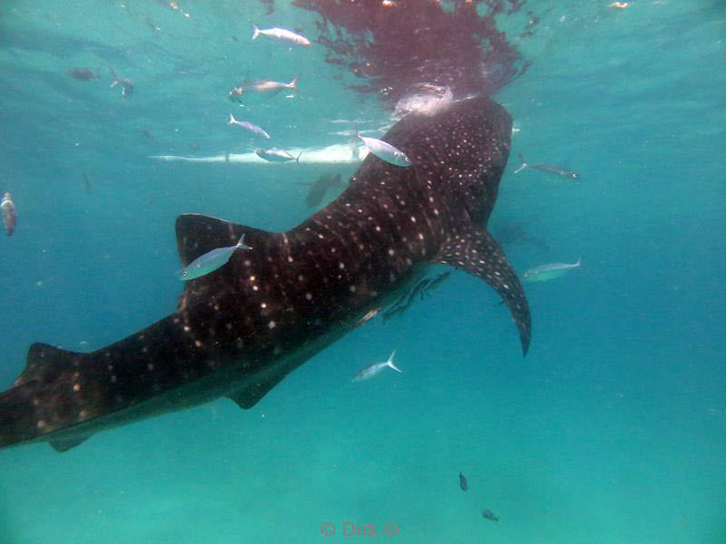 Filippijnen duiken walvishaai - whale shark 