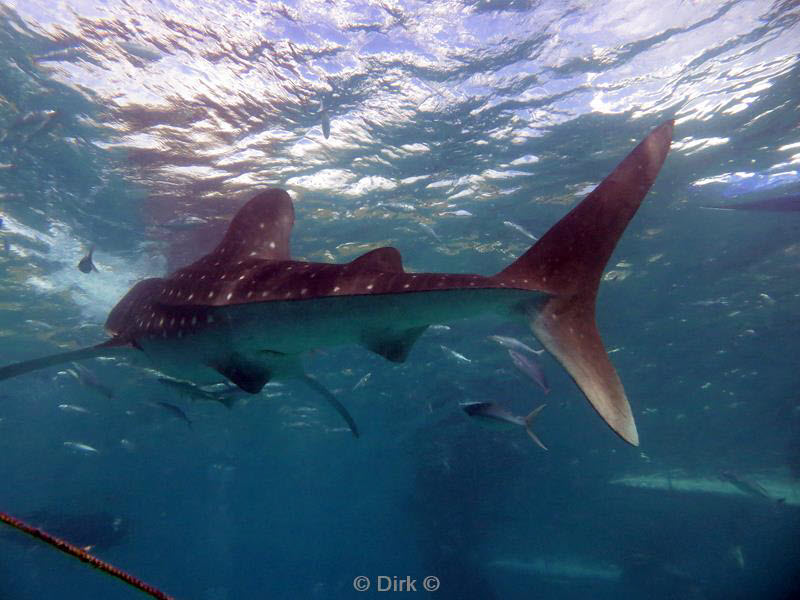 Filippijnen duiken walvishaai - whale shark 