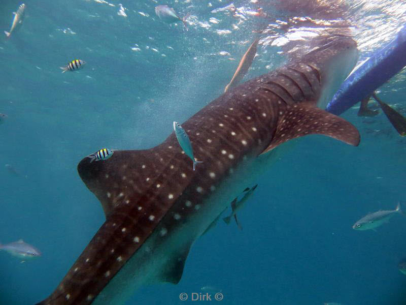 Filippijnen duiken walvishaai - whale shark 