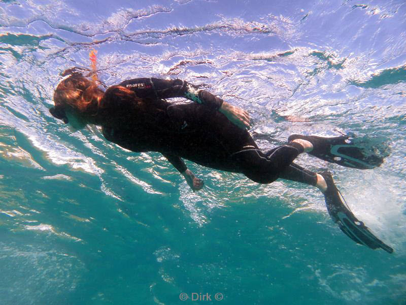 philippines diving walvishaai - whale shark 