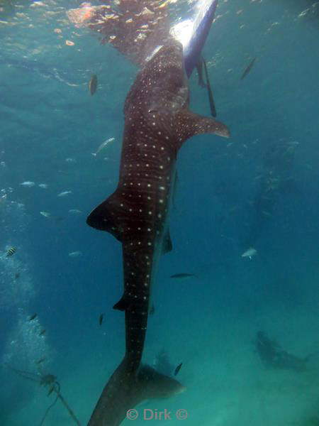 Filippijnen duiken walvishaai - whale shark 