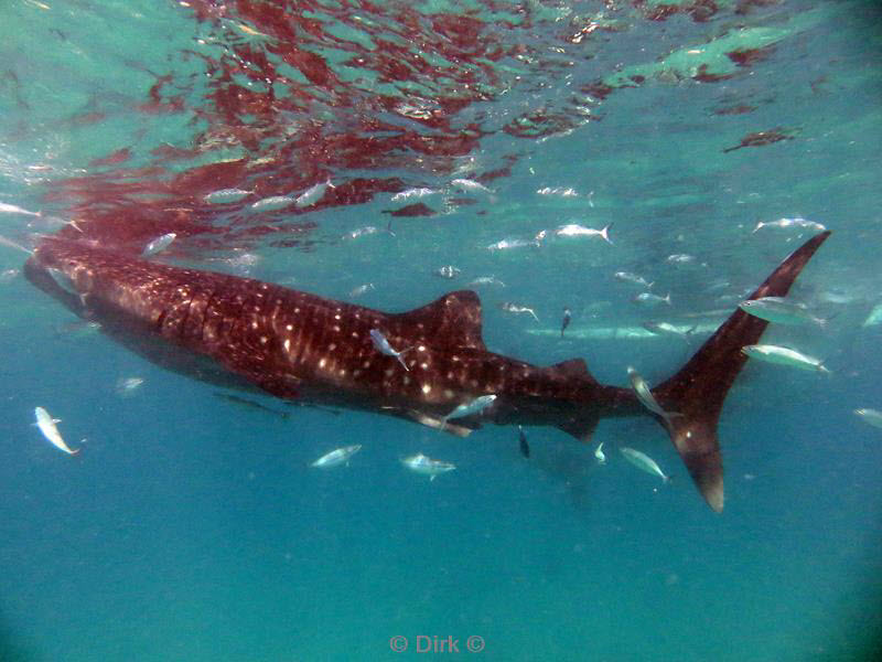 Filippijnen duiken walvishaai - whale shark 