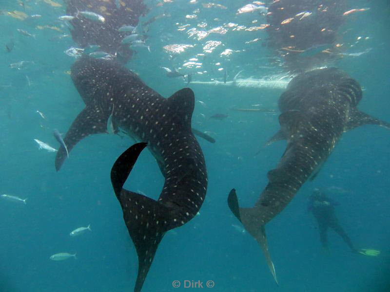 Filippijnen duiken walvishaai - whale shark 