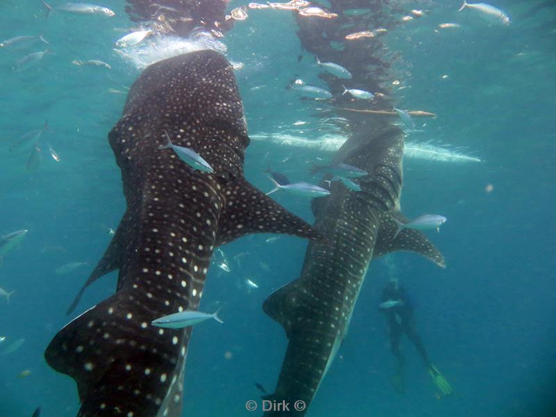 philippines diving whale shark