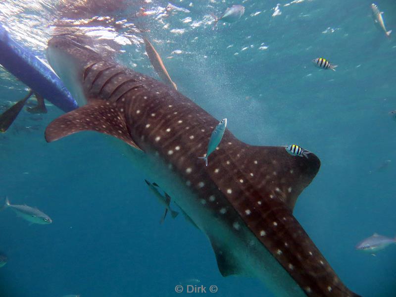 Filippijnen duiken walvishaai - whale shark 