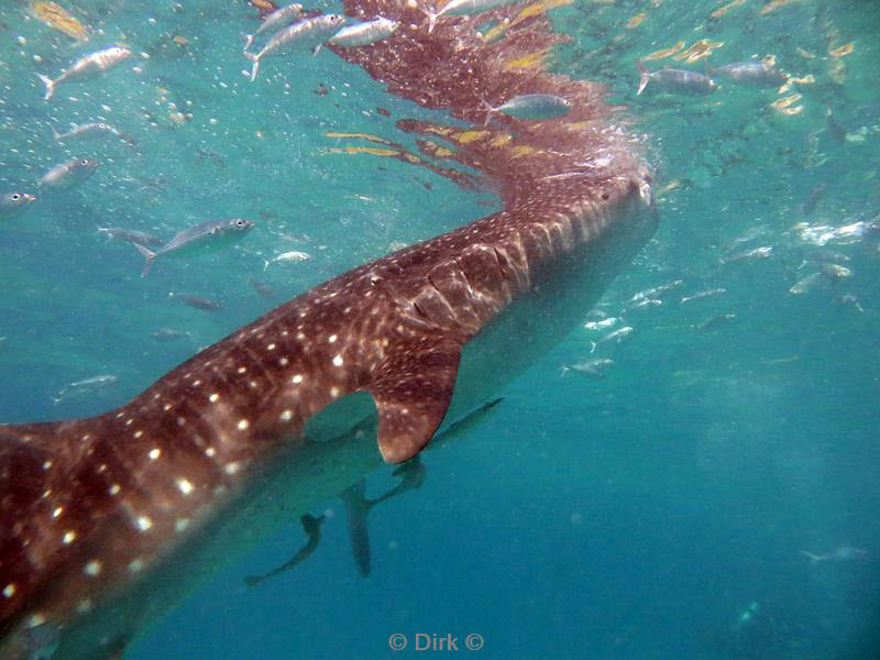 philippines diving walvishaai - whale shark 