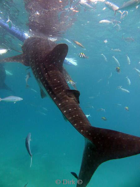 philippines diving walvishaai - whale shark 