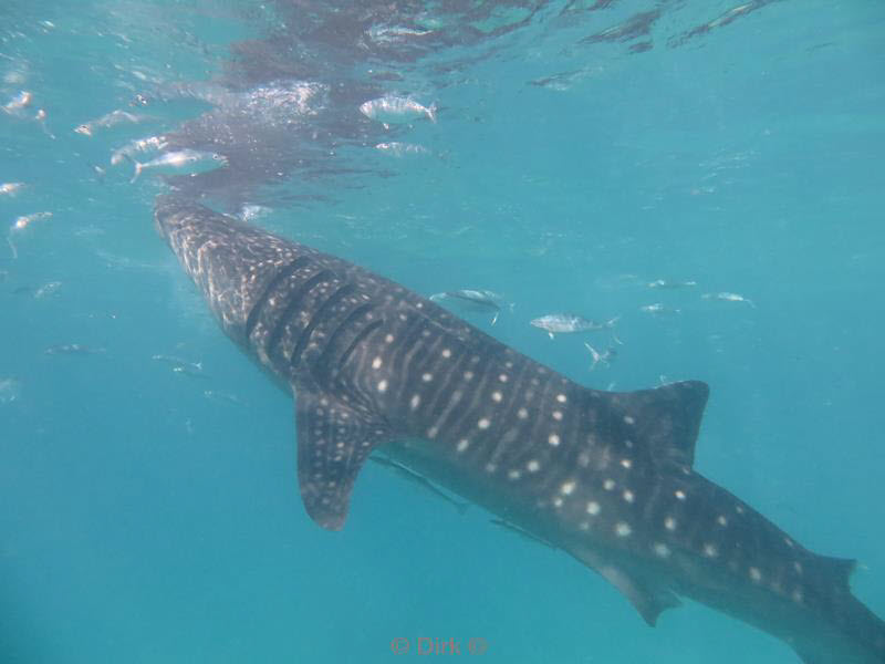 Filippijnen duiken walvishaai - whale shark 