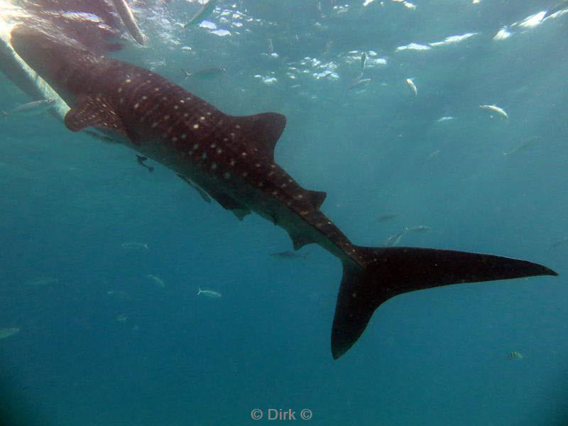 philippines diving walvishaai - whale shark 