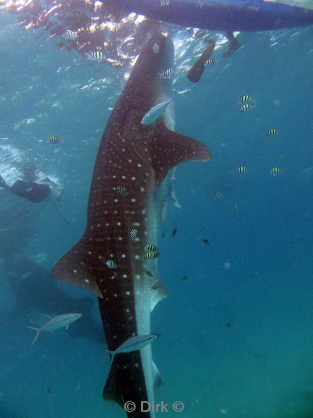 Filippijnen duiken walvishaai - whale shark 