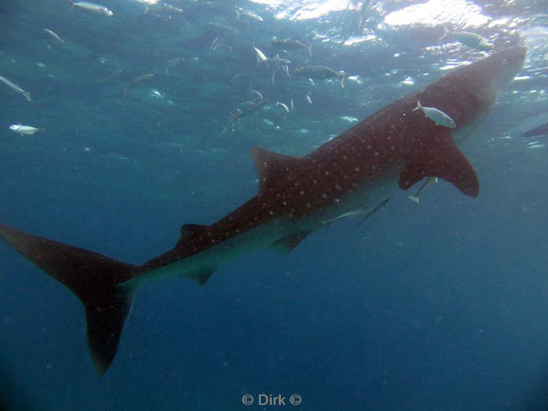 Filippijnen duiken walvishaai - whale shark 