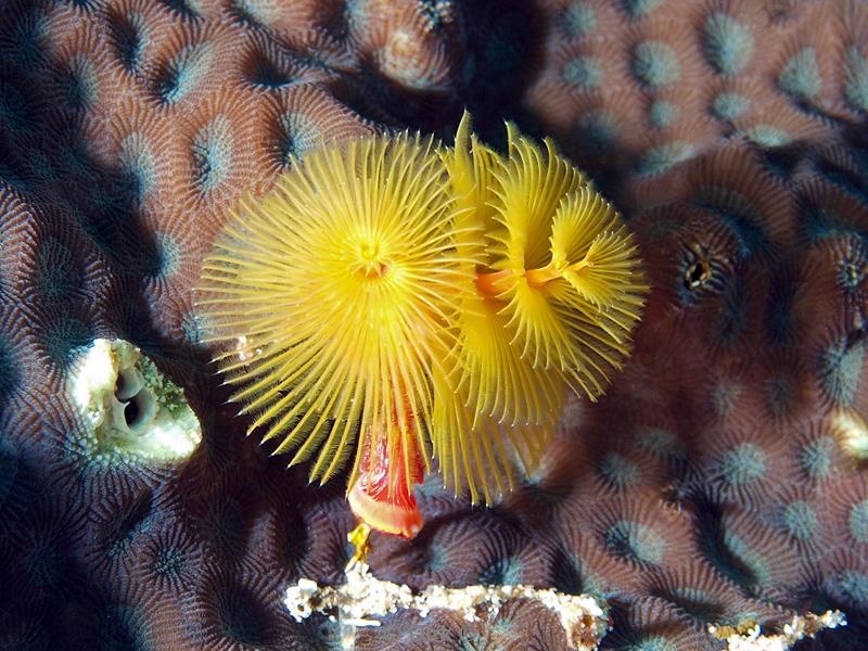 philippines diving christmas tree