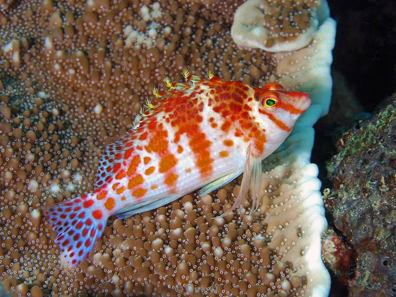 philippines diving hawhfish