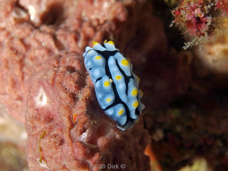 philippines diving nudibrach