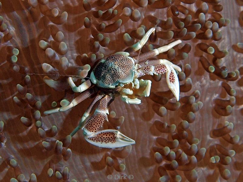 philippines diving porcelain crab