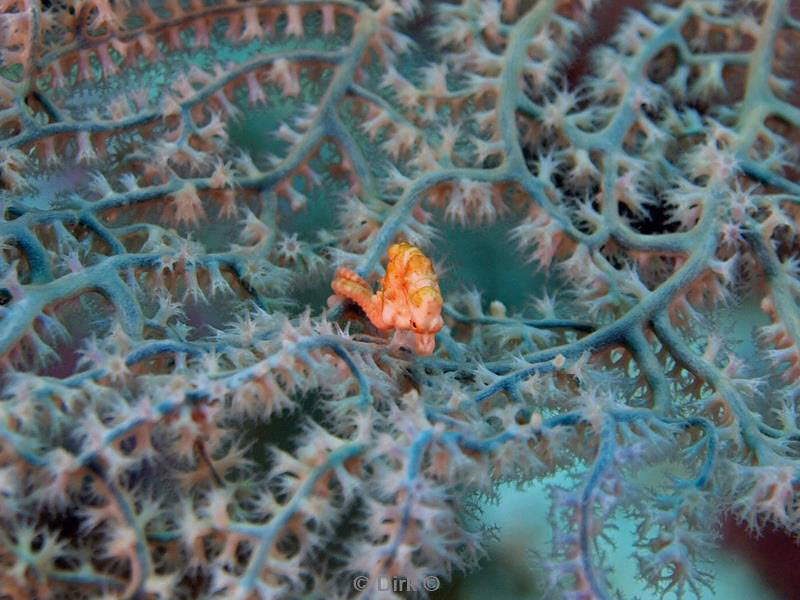 Filippijnen duiken pygmy seahorse