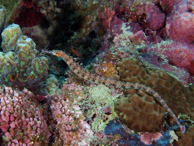 philippines diving zeenaald