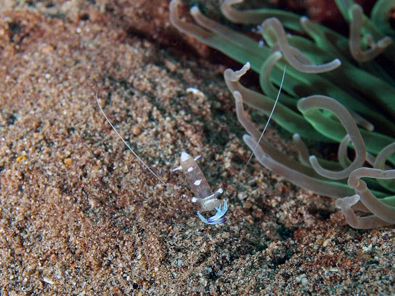 philippines diving anemone shrimp
