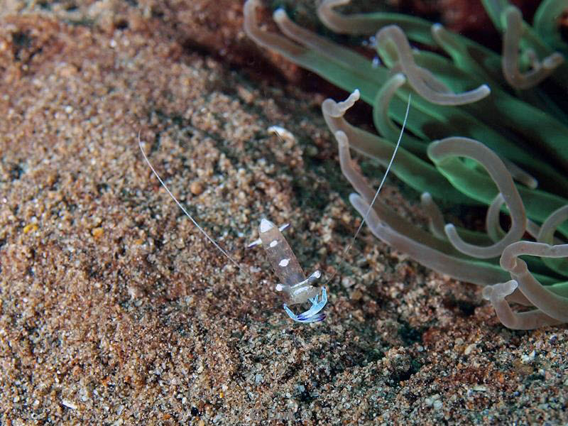 Filippijnen duiken anemone shrimp