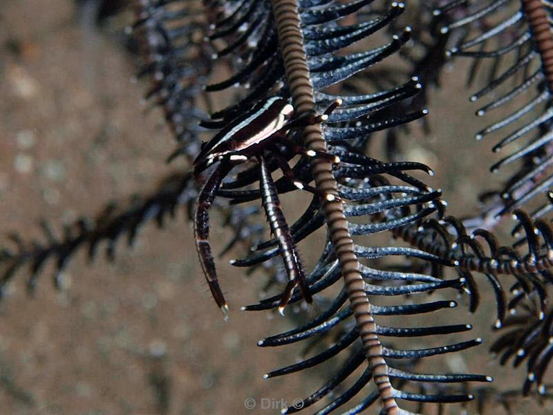 Filippijnen duiken coral crab