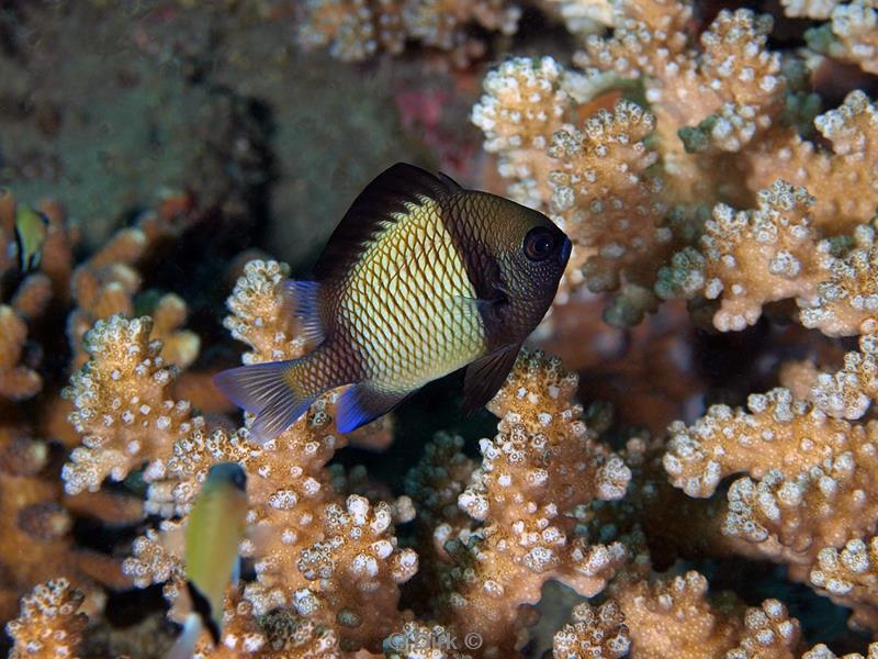 Filippijnen duiken damselfish