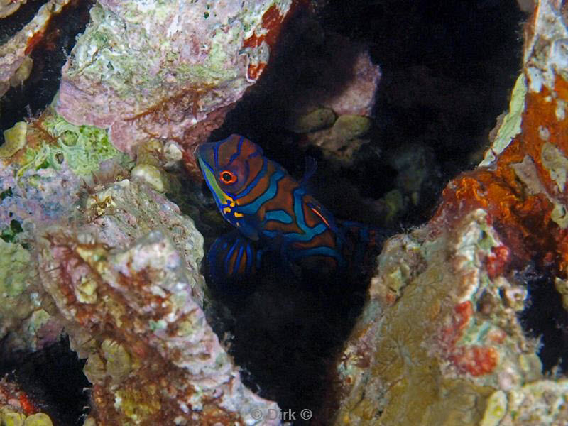 philippines diving dragonet