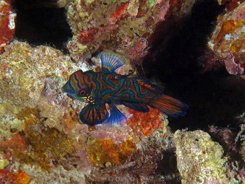 philippines diving dragonet