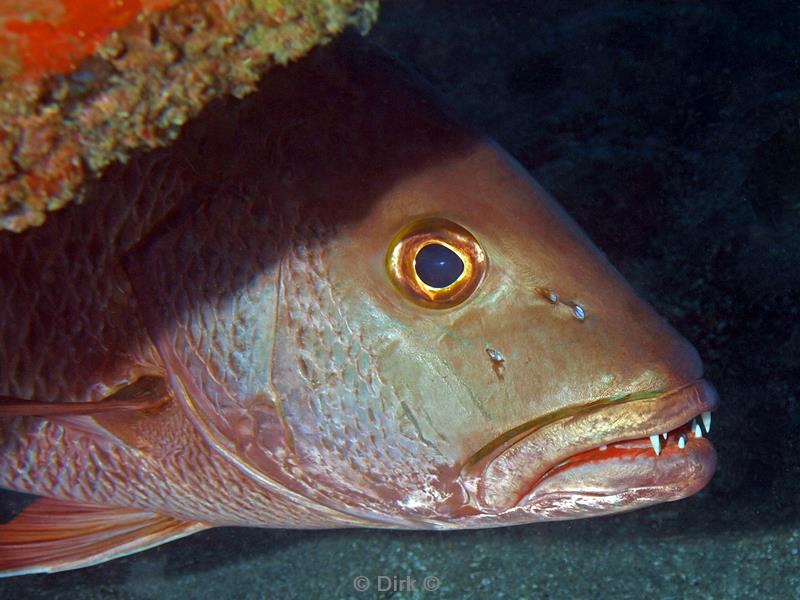 philippines diving hogfish