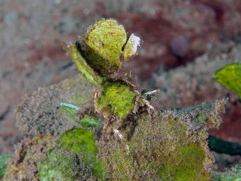 philippines diving leaf crab