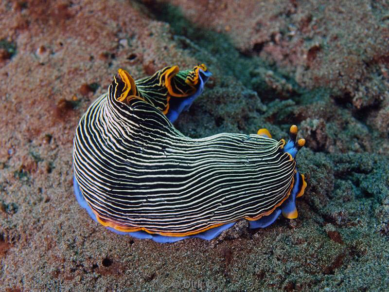 Filippijnen duiken nudibranch